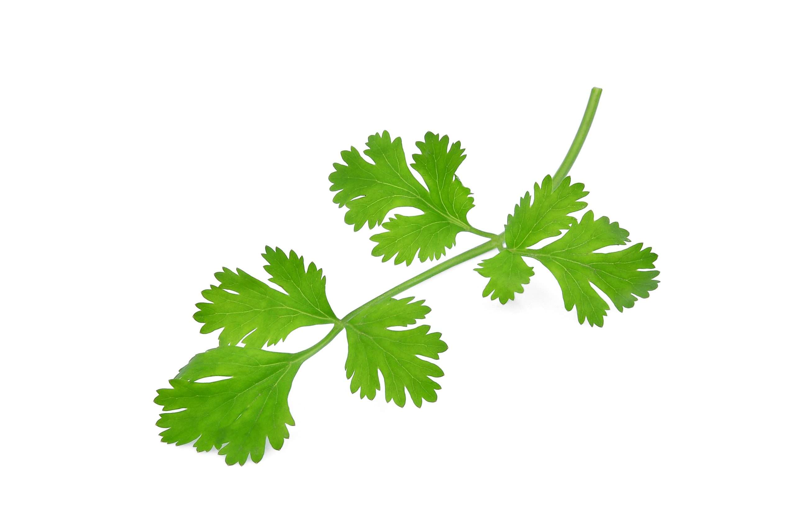 green coriandrum sativum leaves isolated on white background